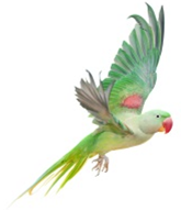 Parakeets Wraparound Care